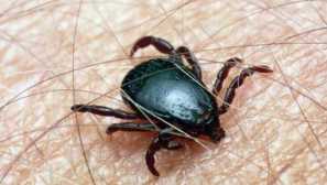 Černý zaškrtnutí, nebezpečí pro člověka a zvířata, bezpečnostní opatření